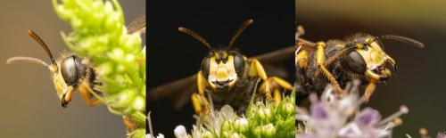 Cerceris rybyensis